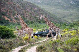 Game Drive_DSC1747